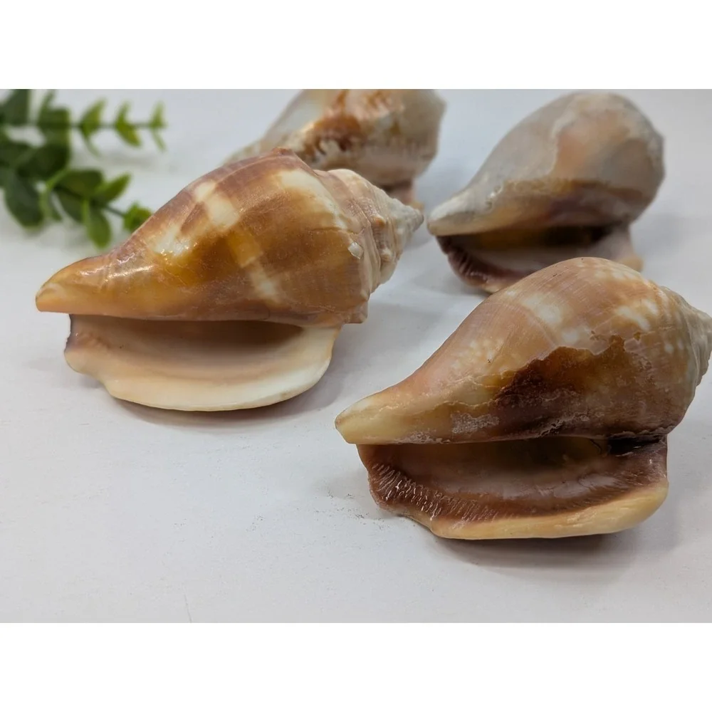 MAUVE LOT 4!🏖️Banded Tulip Sea Shells Beach Coastal Natural Decor 3